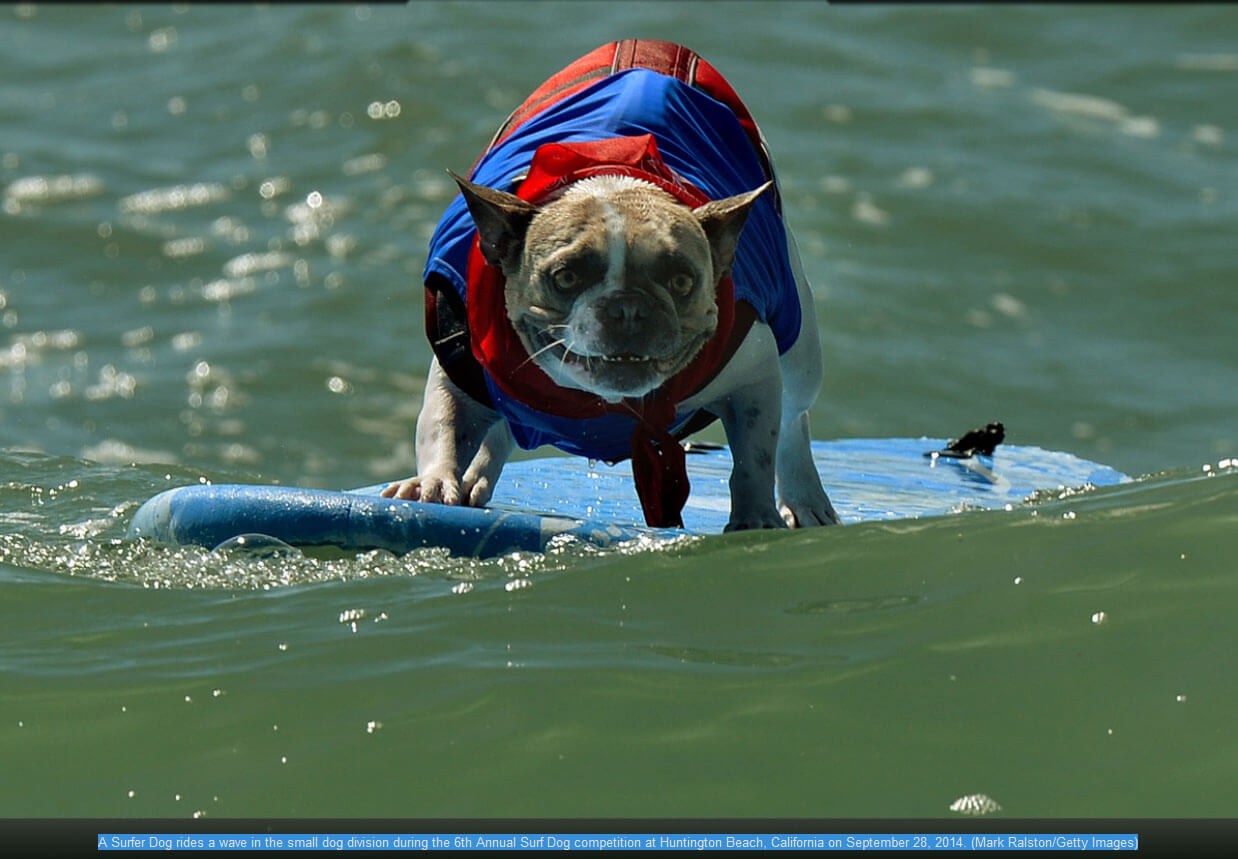 Teach dog surf