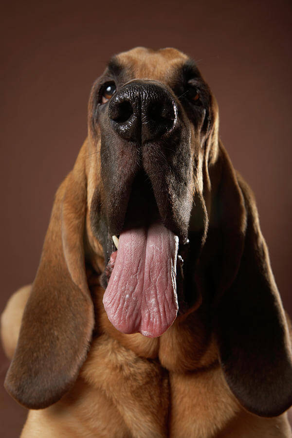 DOG TONGUE