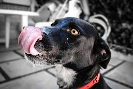 DOG TONGUE