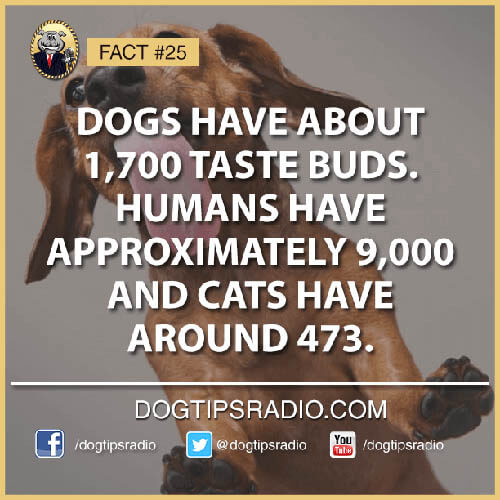 DOG TASTE BUDS