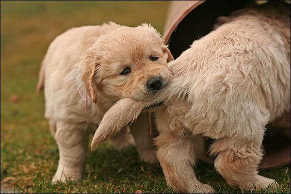 Dog and Puppy tail types