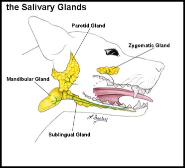 DOG TONGUE MUSCLES