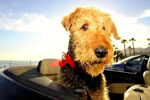 DOG TRAVEL IN CAR