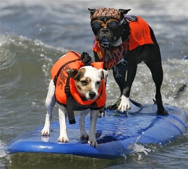 surfing dogs