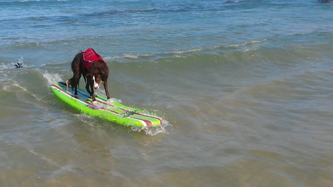 Surfing Dog Competition, Contest, Names