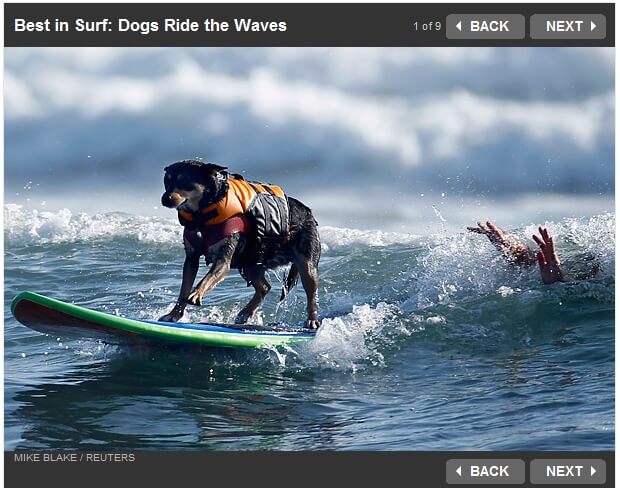 Free Surfing Dogs Photos