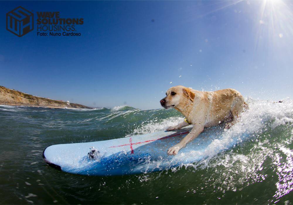 surfing dogs and puppies