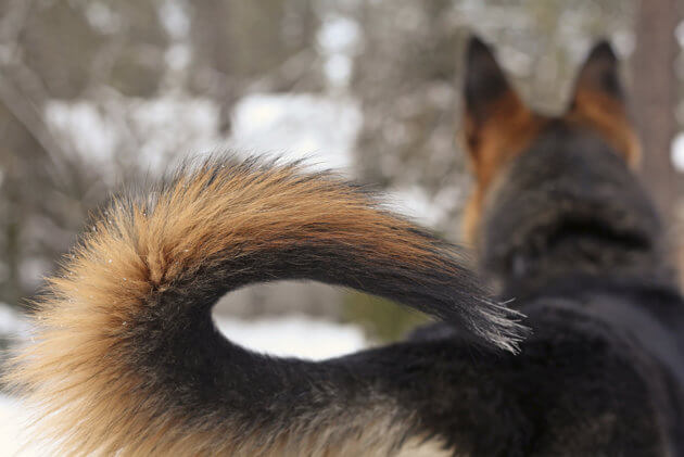 Dog and Puppy tail types