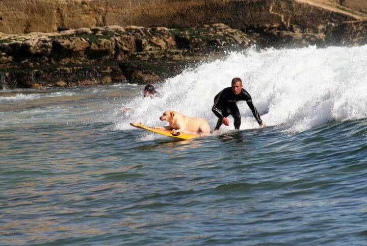 dog and human tandem surfing