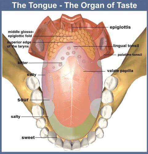 DOG TONGUE ANATOMY