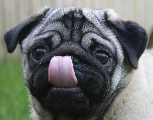 DOG TONGUE