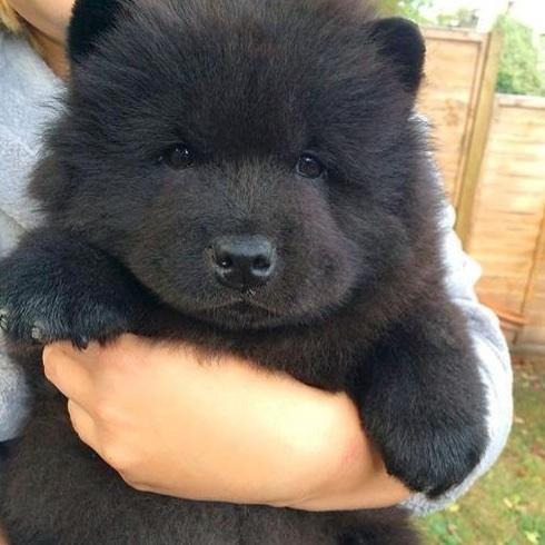 DOG and PUPPY NICKNAMES, NAMES BY COLOR & SIZE