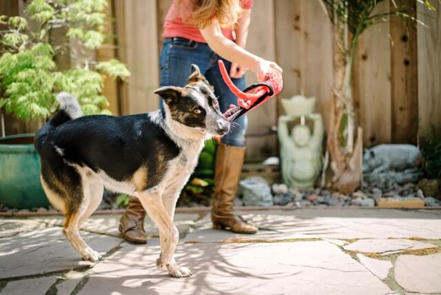 DOG TOYS - Photo (c) by Photo Lab Pet Photography