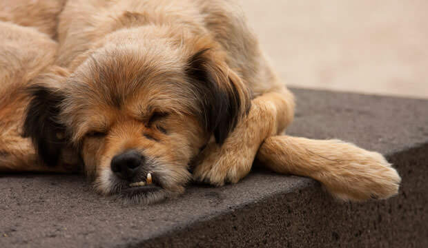 Dog Dreams and Sleep Bark Reasons