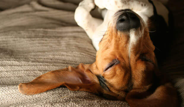 Dog Dreams and Sleep Bark Reasons