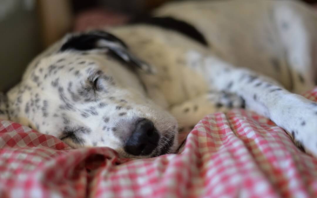 Dog Dreams, Do dogs dream? Dog Dreams Inn and Video, Dog Dream Song