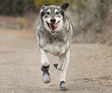 HOMEMADE DOG SHOES & BOOTS, HOW TO MAKE DOG BOOTS AT HOME