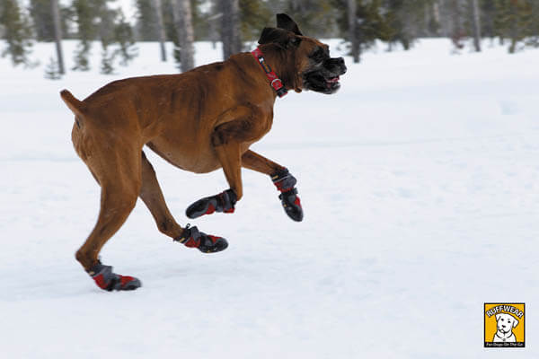 BUY BEST DOG BOOTS, SOCKS & SHOES ONLINE