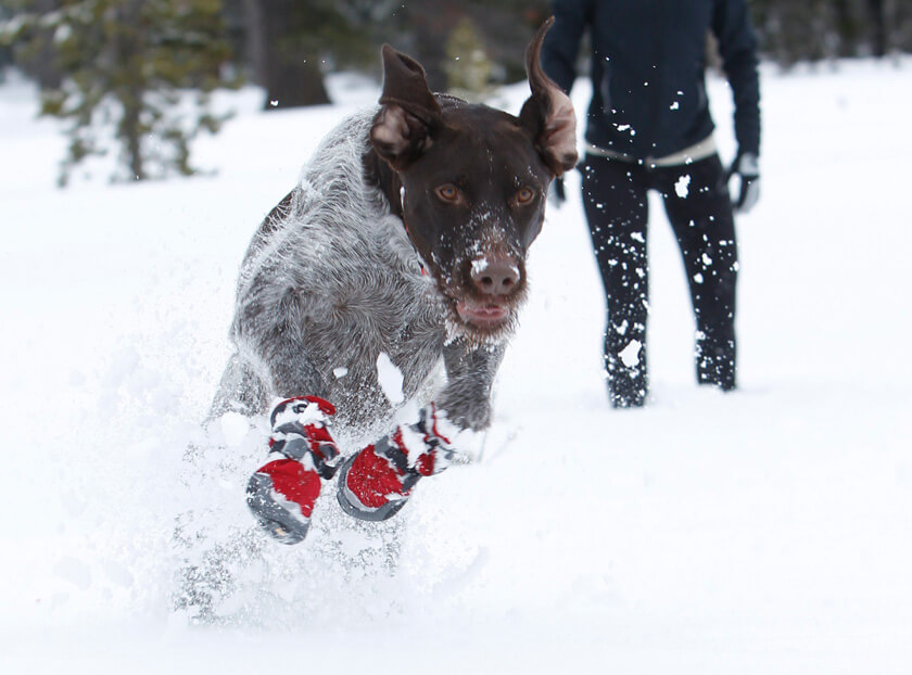 BAD DOG SHOES & BOOTS