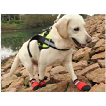 Dog Shoes and Boots Types, Sizes, Cost