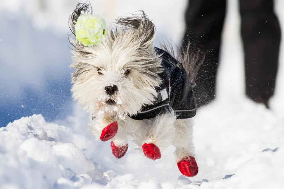 BAD DOG SHOES & BOOTS