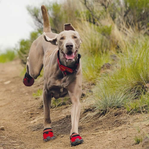 Dog Shoes and Boots Types, Sizes, Cost