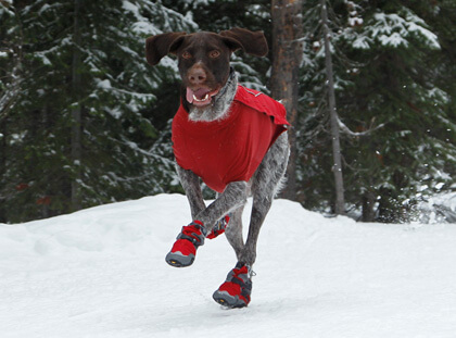 Dog Shoes and Boots How To Choose Guide Information