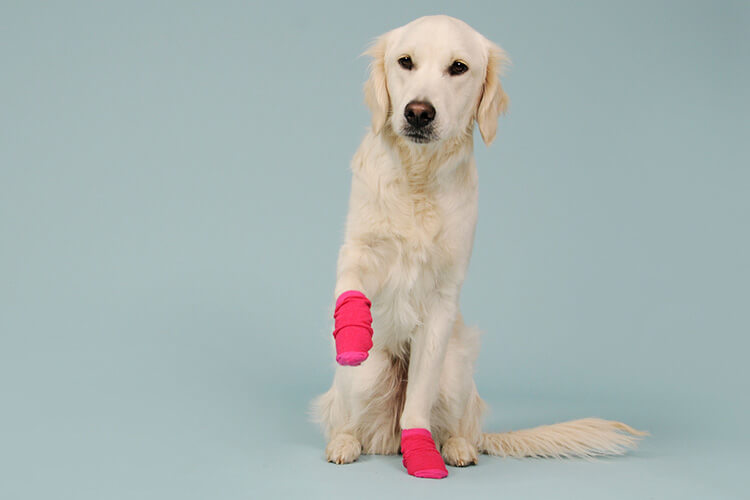 Non-Slip Dog Socks