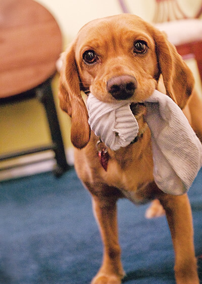 Non-Slip Dog Socks