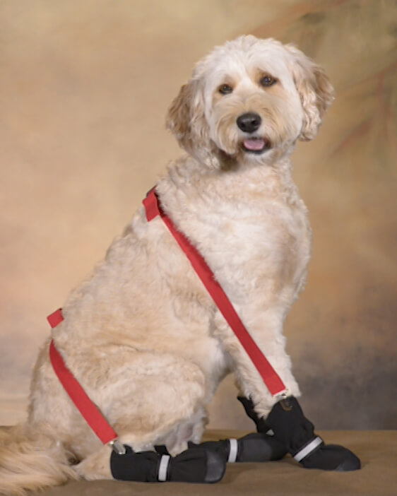 Dog Shoes and Boots How To Choose Guide Information