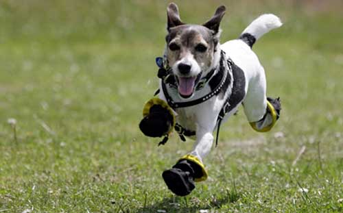 BUY BEST DOG BOOTS, SOCKS & SHOES ONLINE