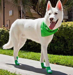 Fashion Dog Boots & Shoes