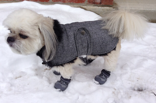 Dog Shoes and Boots Types, Sizes, Cost