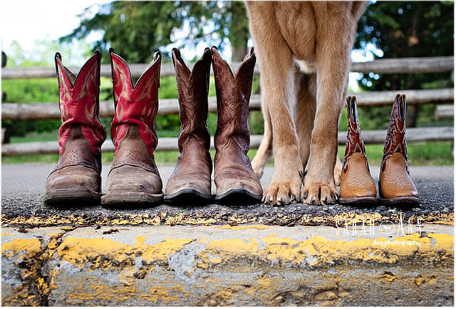 Non-Slip Dog Socks