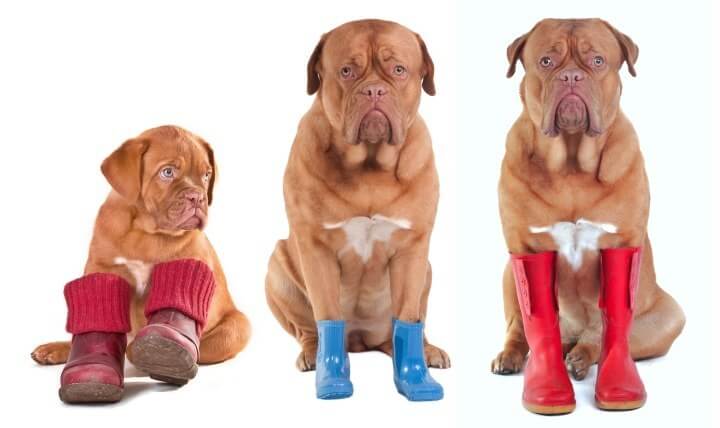 Dog Shoes and Boots Types, Sizes, Cost