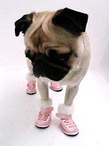 BUY BEST DOG BOOTS, SOCKS & SHOES ONLINE