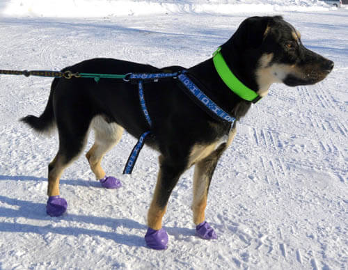 Dog Shoes and Boots Types, Styles, Sizes, Cost