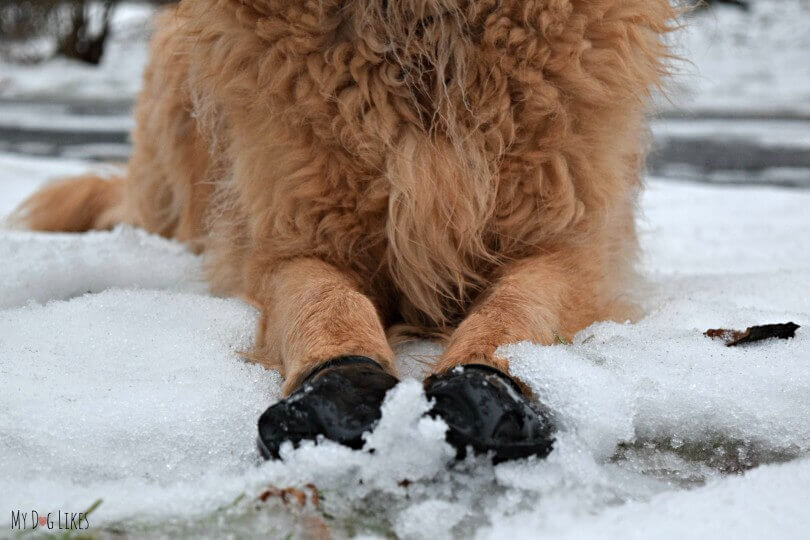 Dog Shoes and Boots Types, Sizes, Cost