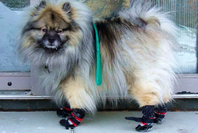 HOMEMADE DOG SHOES & BOOTS, HOW TO MAKE DOG BOOTS AT HOME