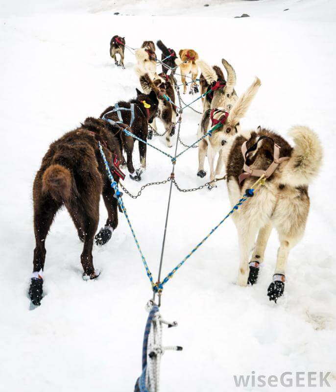 Snow Waterproof Paw Wax