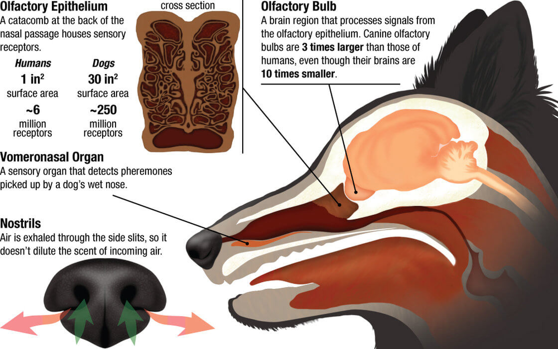 DOG SMELL and SNIFF