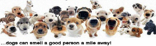 The 15 Dog breeds with best sense of smell