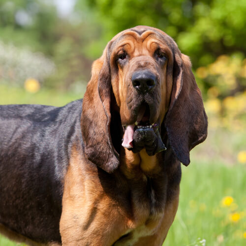 The 10 Stinkiest Dog Breeds