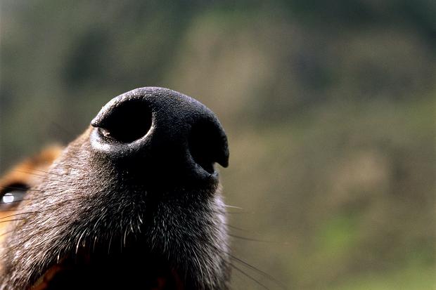 DOG SMELL and SNIFF
