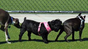 49 ODOURLESS DOG BREEDS