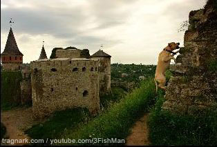 TEACH YOUR DOG PARKOUR