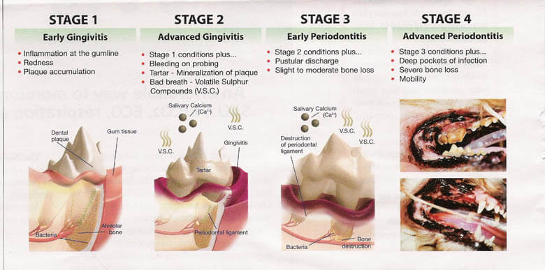 DOG AND PUPPY TEETH CARE and HEALTH