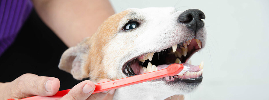 OLD DOG CANINE TEETH TRAUMA