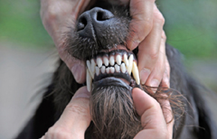 HOW TO CHECK DOG TEETH, DOG & PUPPY TEETH FALLING, LOSING, PROBLEMS, DIAGRAM, INFORGRAFIC