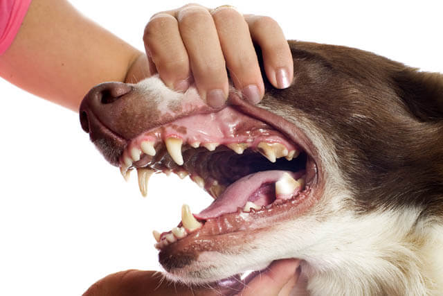 DOG TEETH